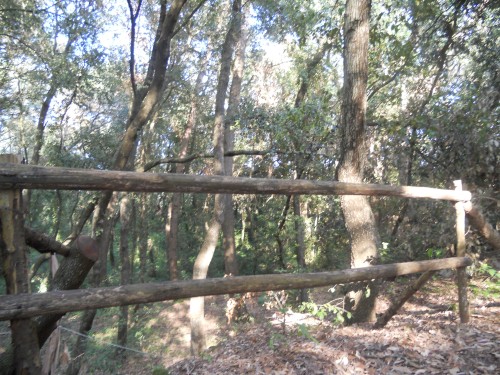 Il bosco dei lecci /barbara